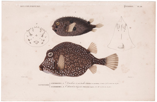 Long-spined Porcupine Fish Smooth Trunkfish